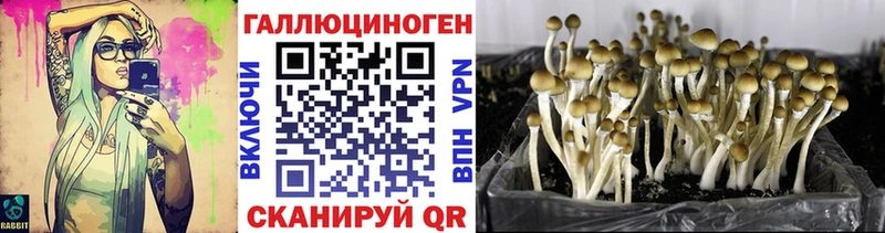 MEGA ТОР  Венёв  Галлюциногенные грибы мухоморы 
